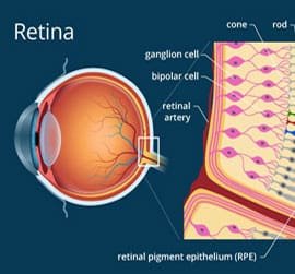 Retina Services